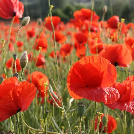 Hébergement de vacances Mit Sauna Und Whirlpool Börgerende-Rethwisch