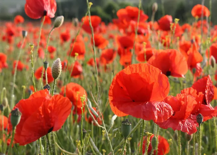 Semesterbostad Mit Sauna Und Whirlpool Börgerende-Rethwisch